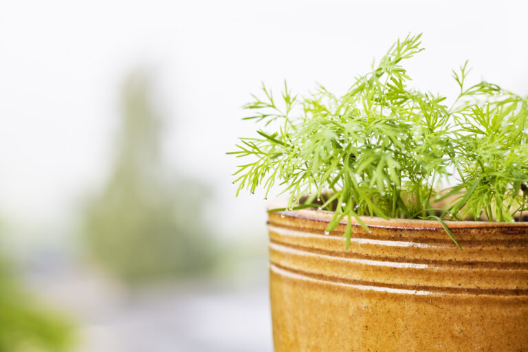 Eustoma für den Garten So gelingt Sie auch im Freien