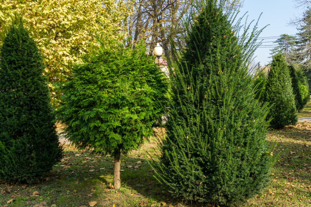 Eibe Wurzeln Was ist das Besondere daran?