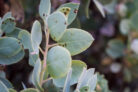 eukalyptus-braune-blaetter