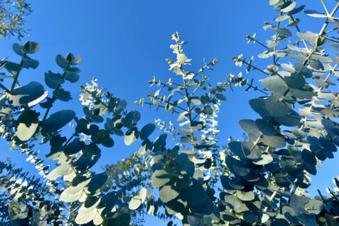 eukalyptus-pflanzen