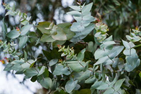 eukalyptus-schneiden