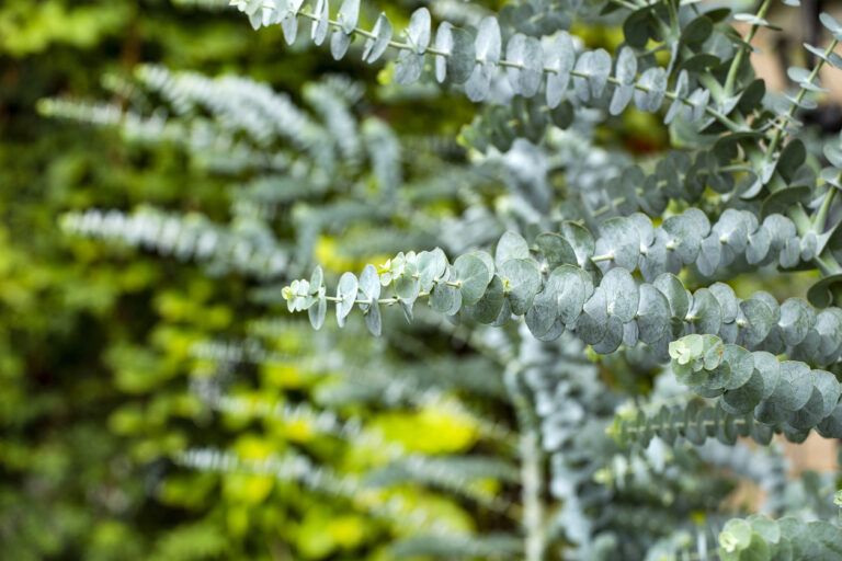 Die Bl te Des Eukalyptus Wann Zeigt Sie Sich die-bl-te-des-eukalyptus-wann-zeigt-sie-sich