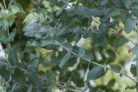eukalyptus-ueberwintern