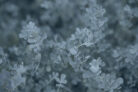 eukalyptus-winterhart-schneiden