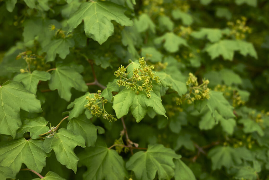 Hecke aus Feldahorn Tipps für einen gelungenen Sichtschutz