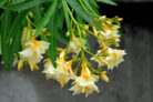 gelber-oleander-samen
