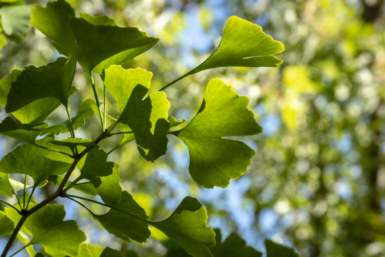 Wachstum vom Ginkgo Baum Wie schnell kann er wachsen?