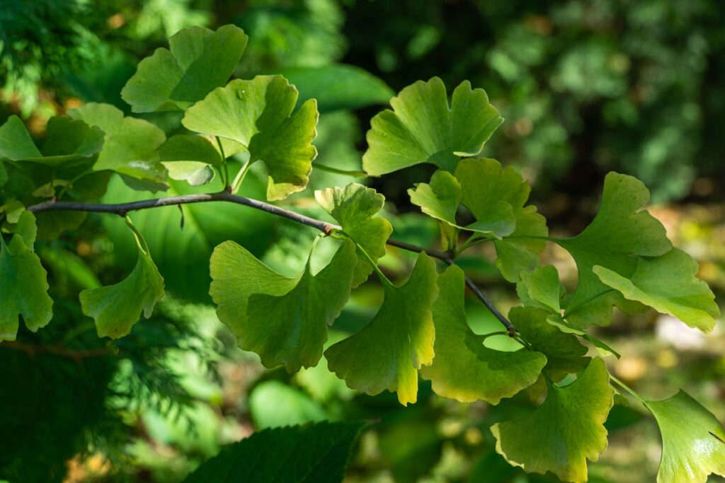 Ginkgo Steckbrief Lernen Sie den Baum kennen