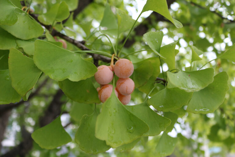 Die Ginkgo Frucht Ist sie genießbar?