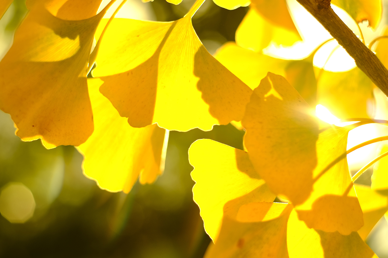 Ginkgo bekommt gelbe Blätter - Woran liegt das?