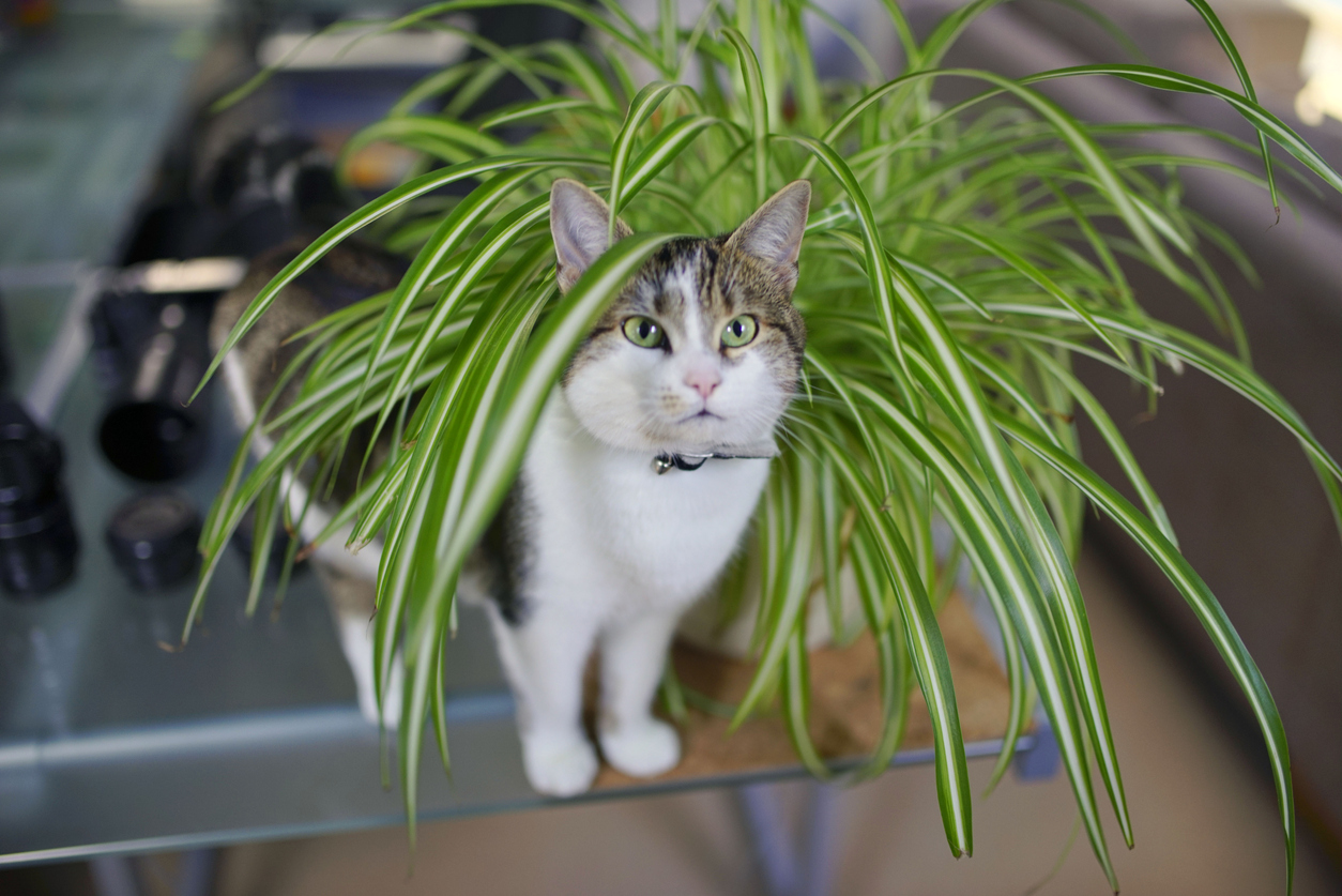 Gr nlilie Und Katzen Das M ssen Sie Beachten