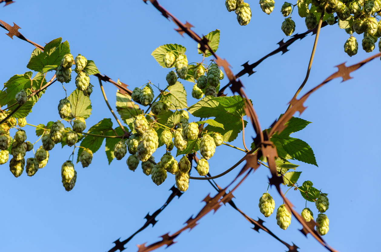 Hopfen entfernen So werden Sie ihn los