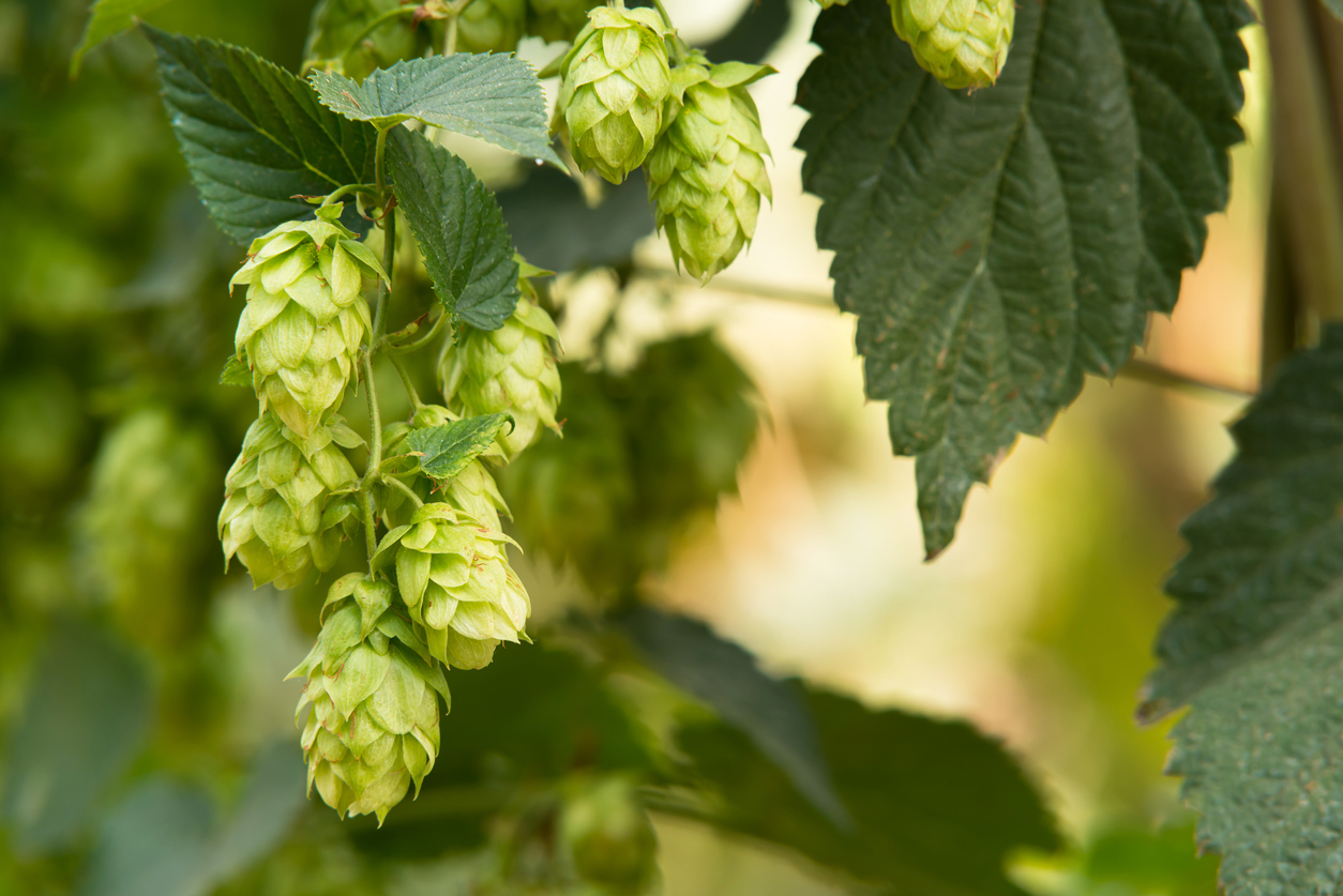 Hopfen entfernen So werden Sie ihn los