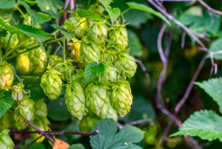 Rankhilfe für den Hopfen Die besten Tipps
