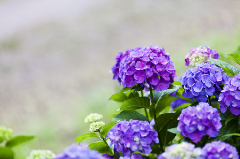 hortensie-lila