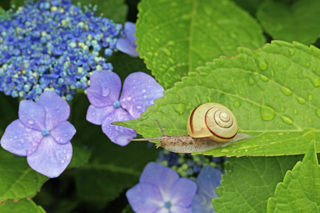 Hortensien vor Schnecken schützen Die besten Tipps