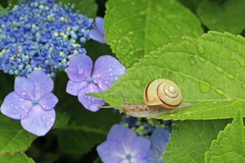 hortensien-schnecken