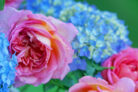 hortensien-und-rosen