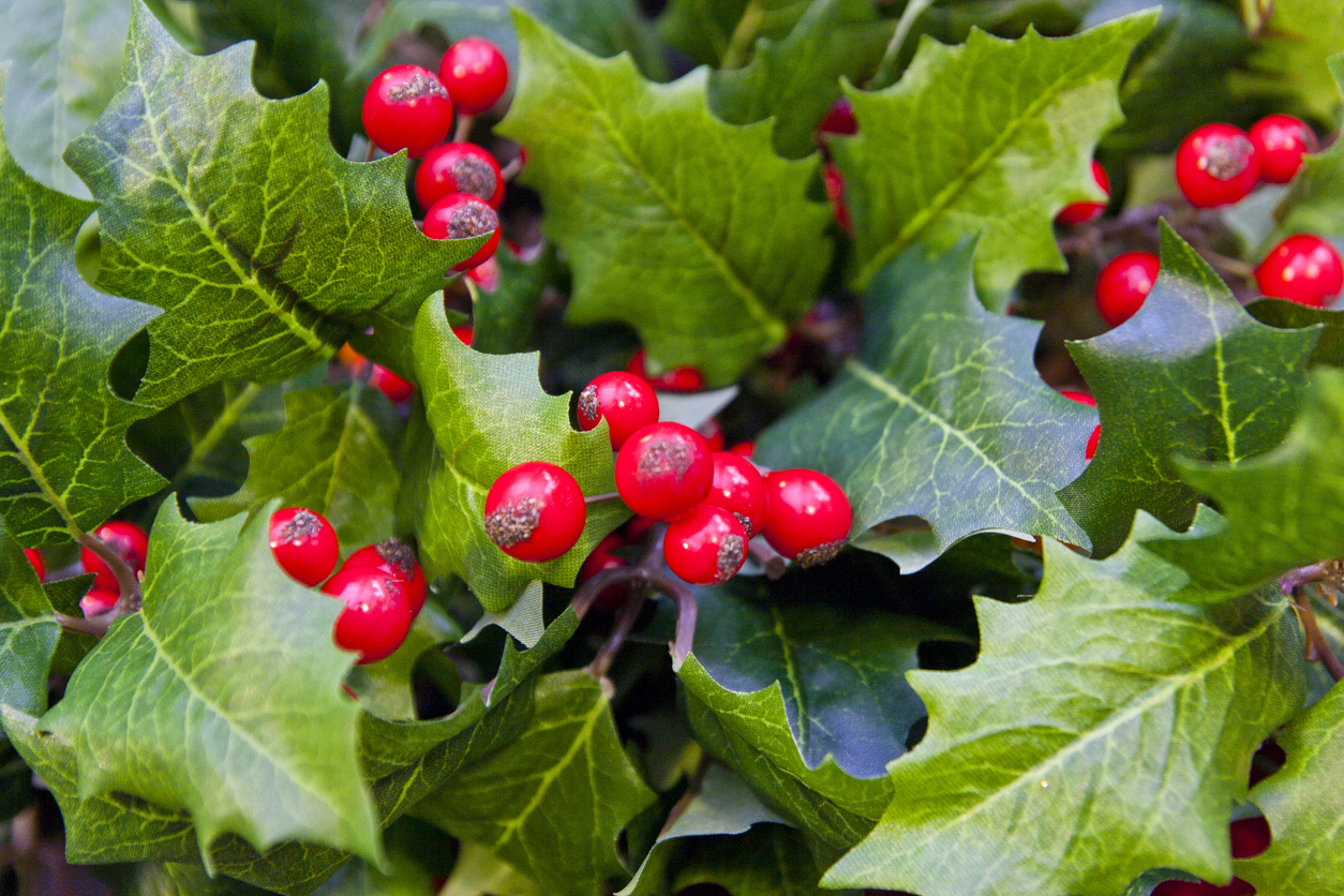 Ilex Crenata düngen Verschiedene Möglichkeiten