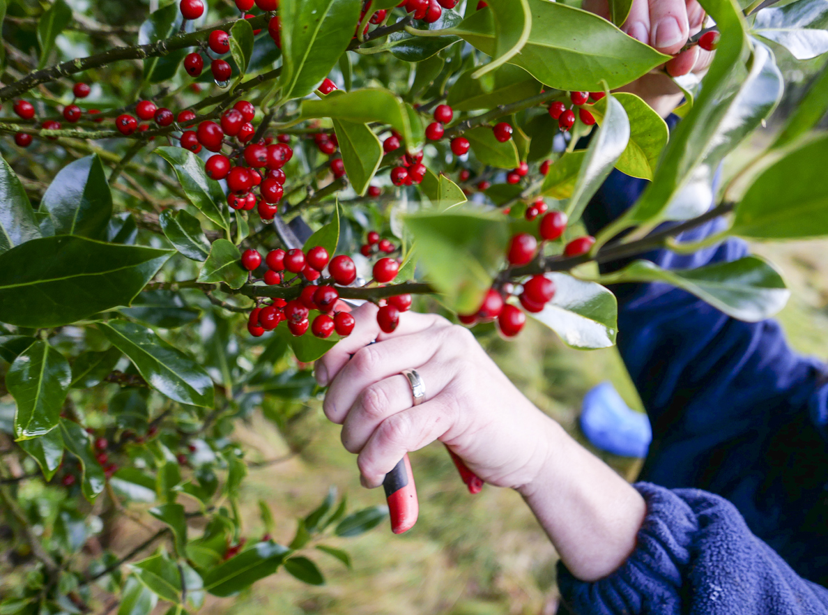 Ilex Wann Schneiden