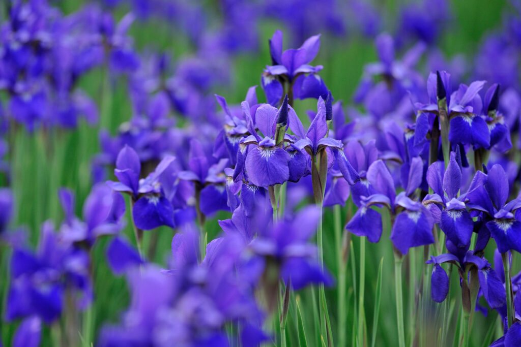 Iris blüht nicht Das können Sie dagegen tun