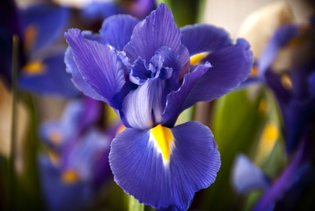 Die Blüte der Iris Wann zeigt sie sich in ihrer vollen Pracht?