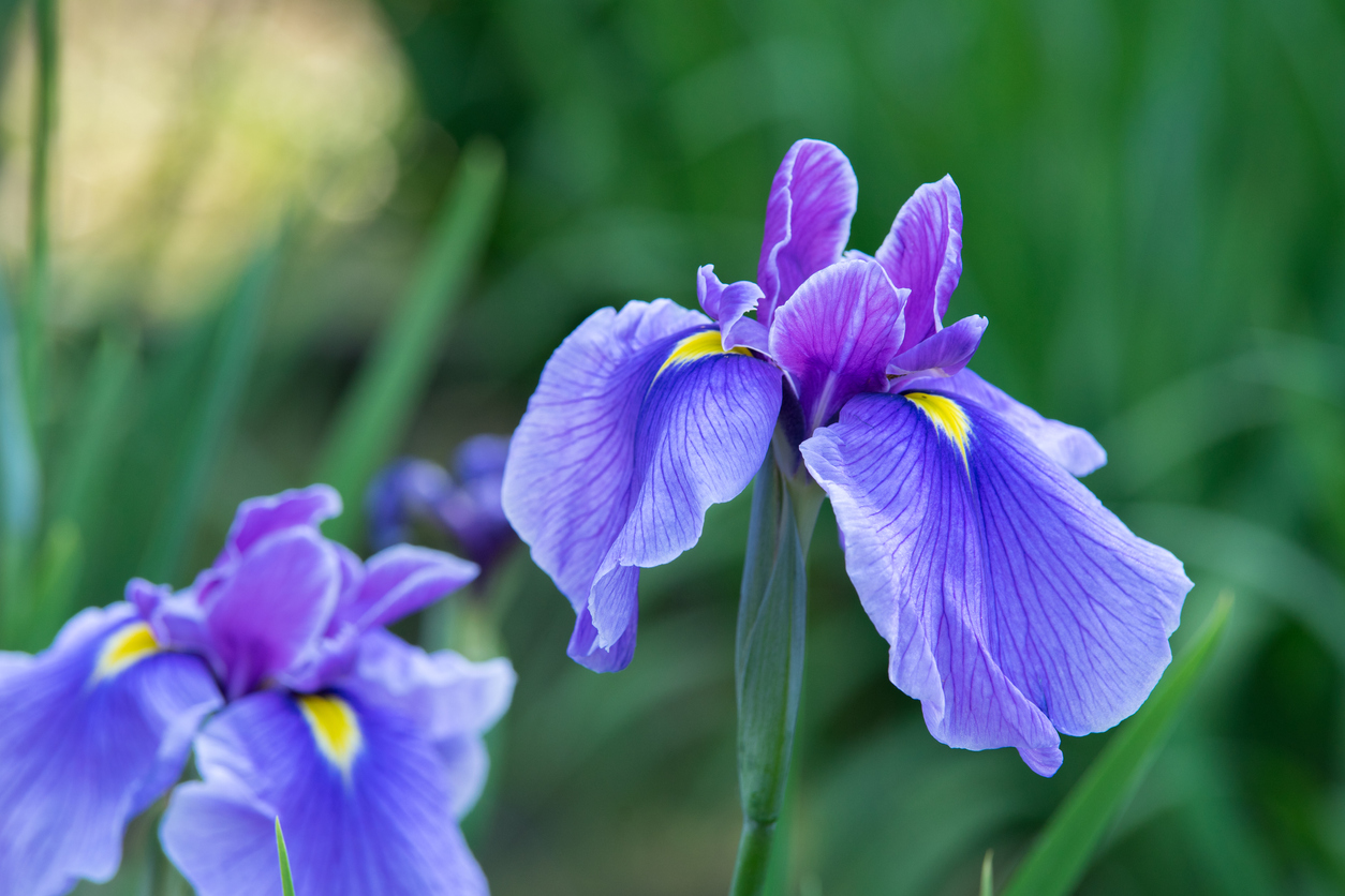 Die Blütezeit der Iris Wann beginnt und endet sie?
