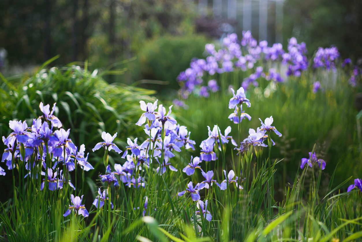 Die Iris im Herbst Tipps zur Kultivierung