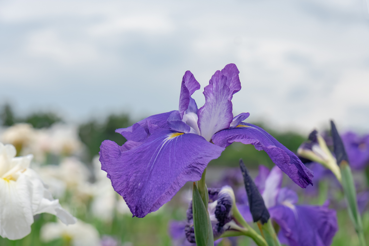 34+ Wann Iris Pflanzen, Jedes jahr trägt die iris eine neue, bis zu
