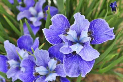 iris-pflanzen