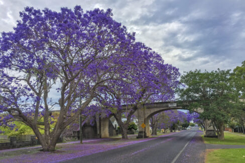 jacaranda-baum-winterhart