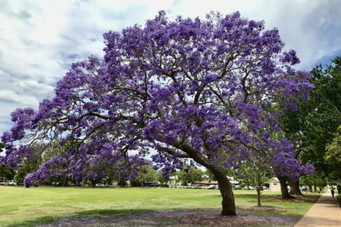 jacaranda-bonsai