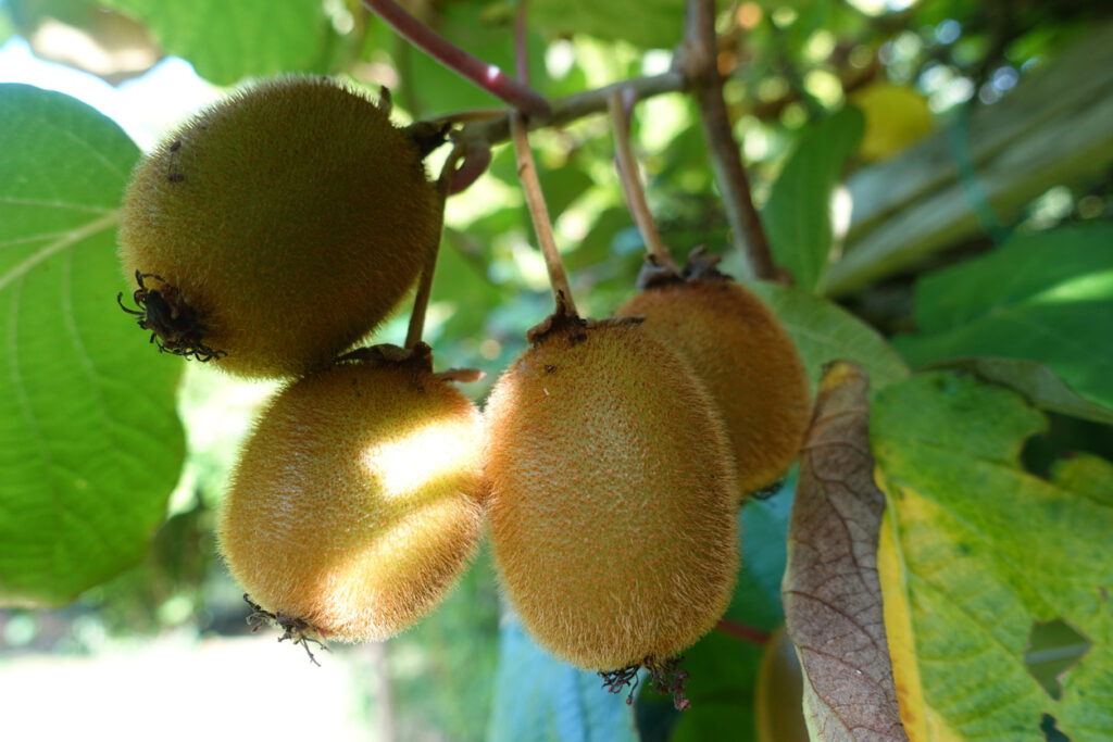 Kiwi pflanzen Das müssen Sie beachten