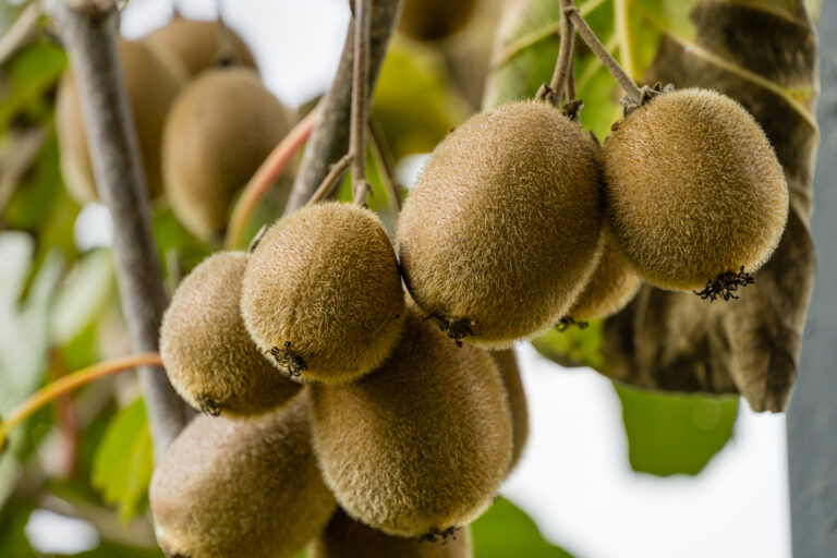 Kiwi düngen Welches Mittel kommt dafür infrage?