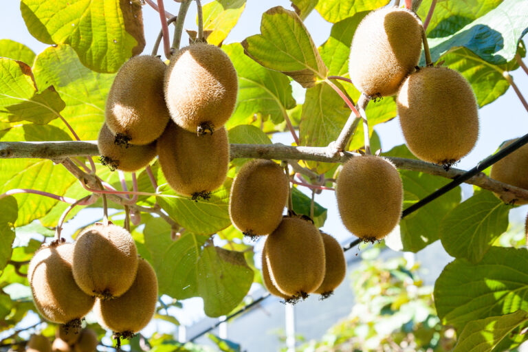 KiwiBlüte Wann und wie blüht die Südfrucht?