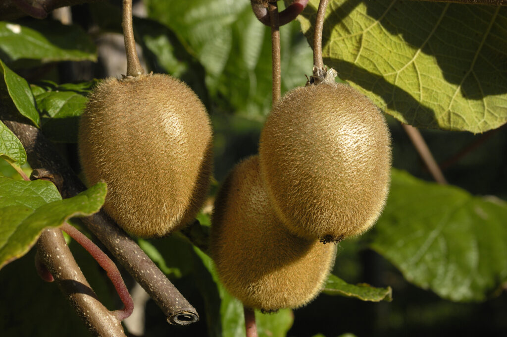 Männliche KiwiBlüten So unterscheiden Sie sie von den weiblichen