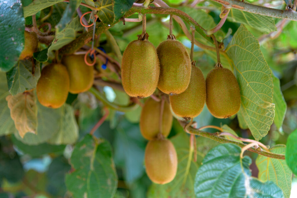 Kiwi zurückschneiden Wann ist die beste Zeit dafür?
