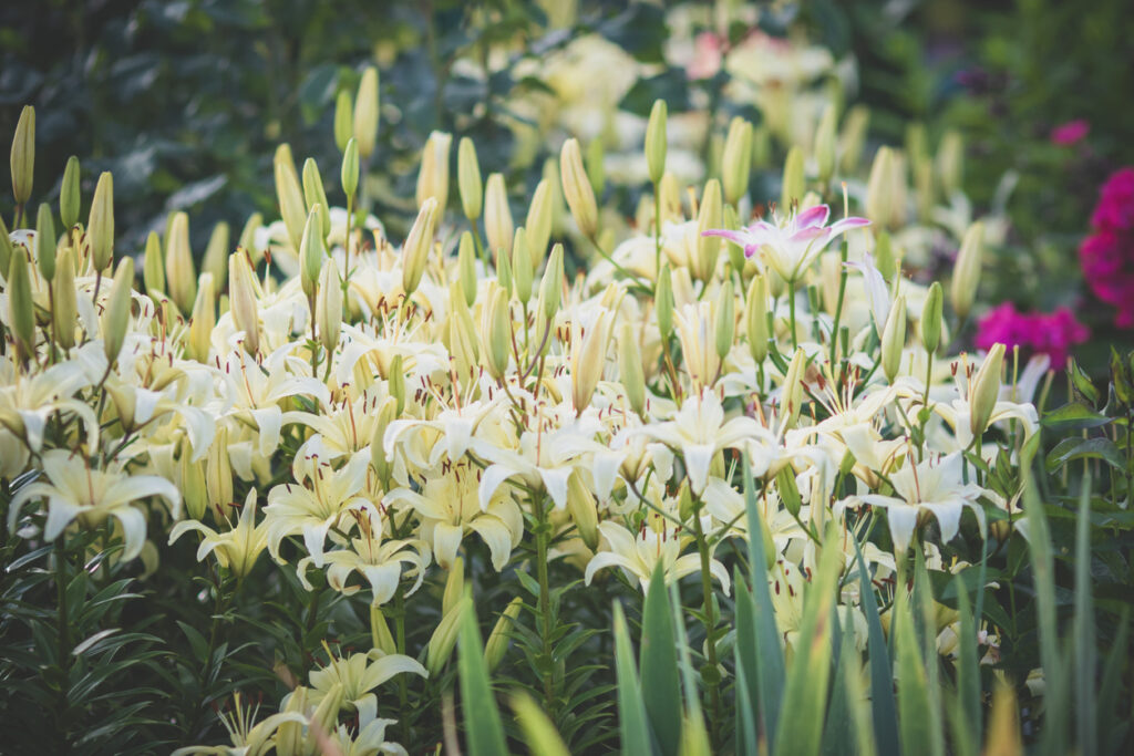 Lilien vor dem Überwintern zurückschneiden So geht's