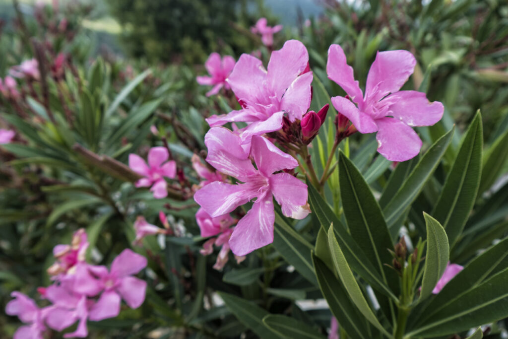 Oleander bekommt trockene Blätter So reagieren Sie richtig