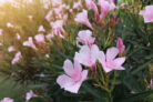 oleander-duengen