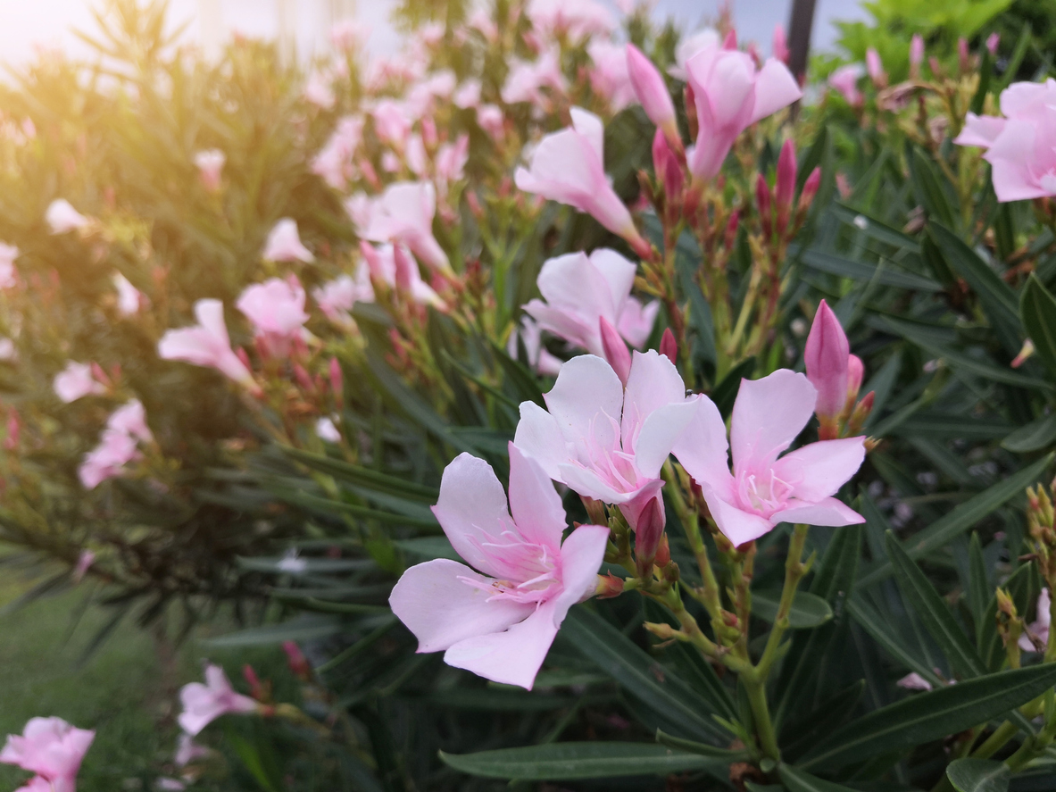 Oleander düngen Wie viel Nährstoffe benötigt die Pflanze?