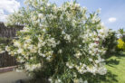 oleander-einpflanzen
