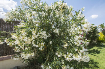 Oleander Einpflanzen Erde