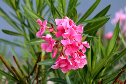 oleander-trockene-blaetter