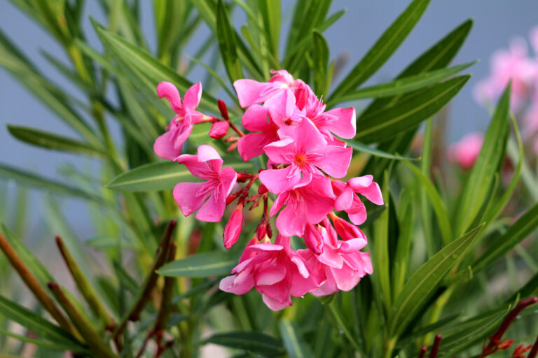 Oleander Gelbe Blätter Zu Viel Wasser Oleander gelbe Blätter - Was bedeutet das?