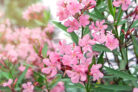 oleander-weisse-flecken