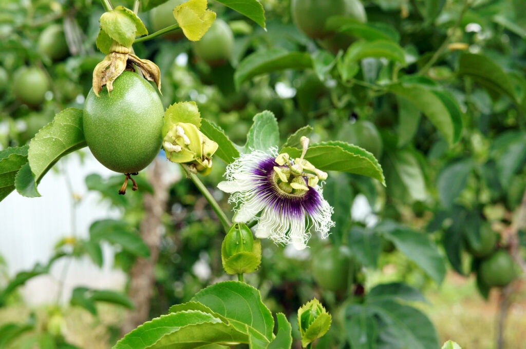 Eustoma für den Garten So gelingt Sie auch im Freien