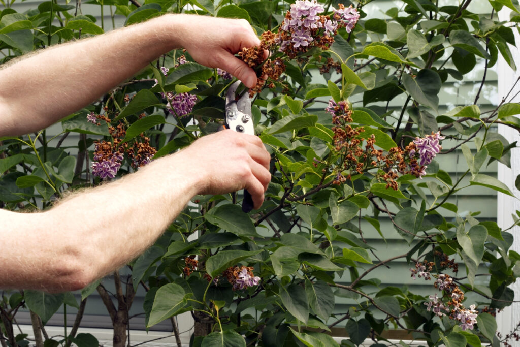 Verblühte Blüten am Schmetterlingsflieder abschneiden So geht's