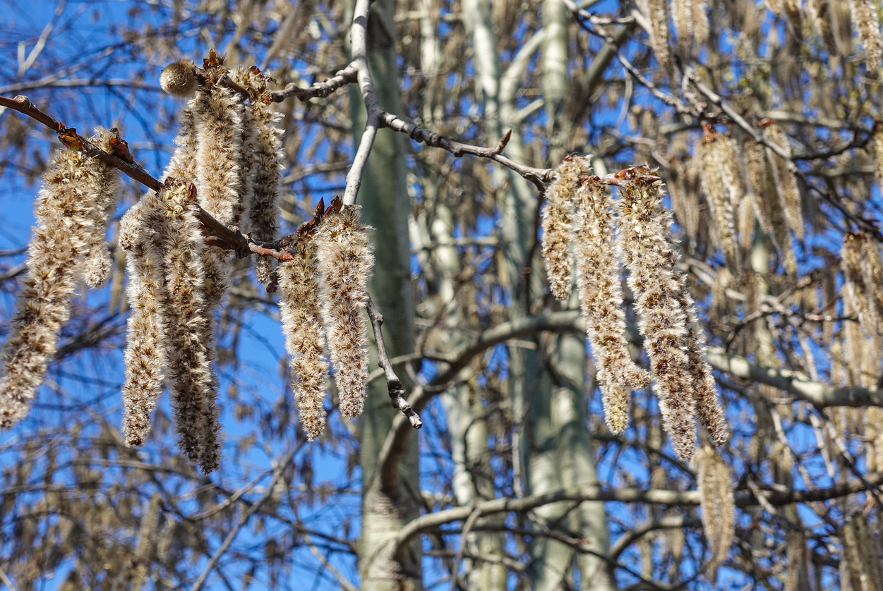 Die Frucht der Silberweide - Damit vermehrt sich der Baum von alleine