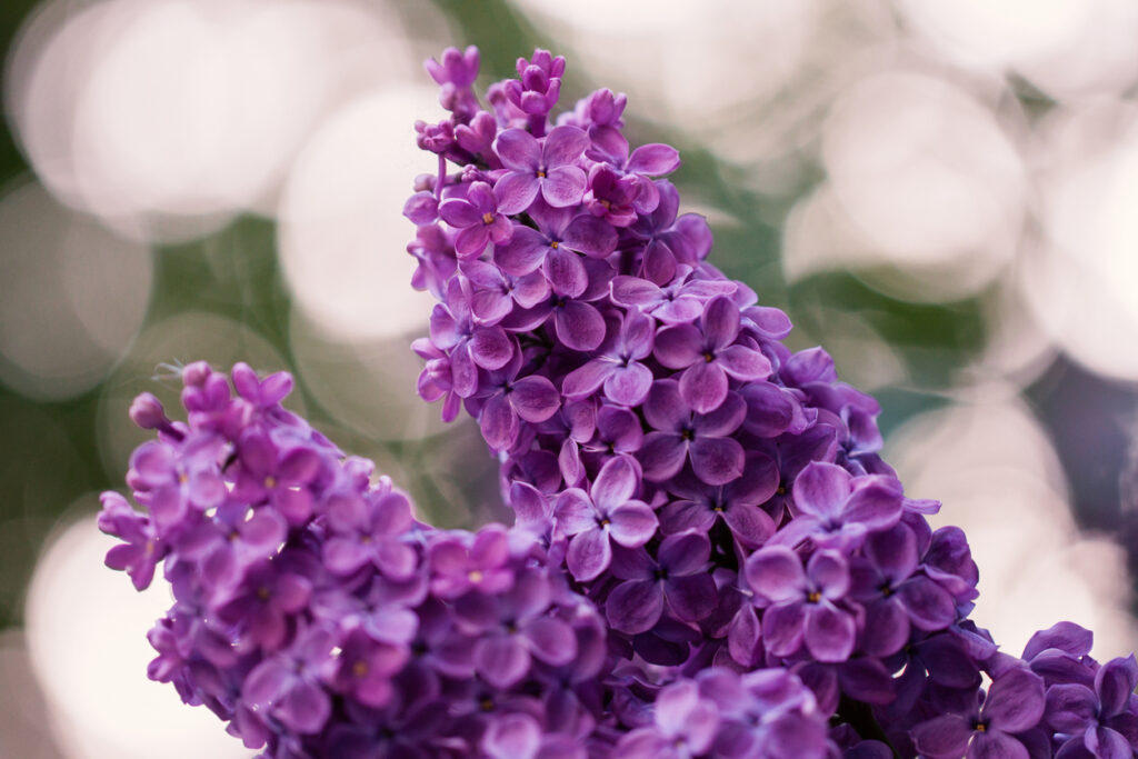 Sommerflieder im Kübel Tipps zur Kultivierung